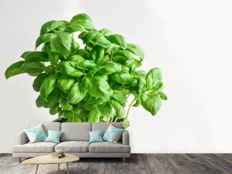 Wall Mural Basil in pot