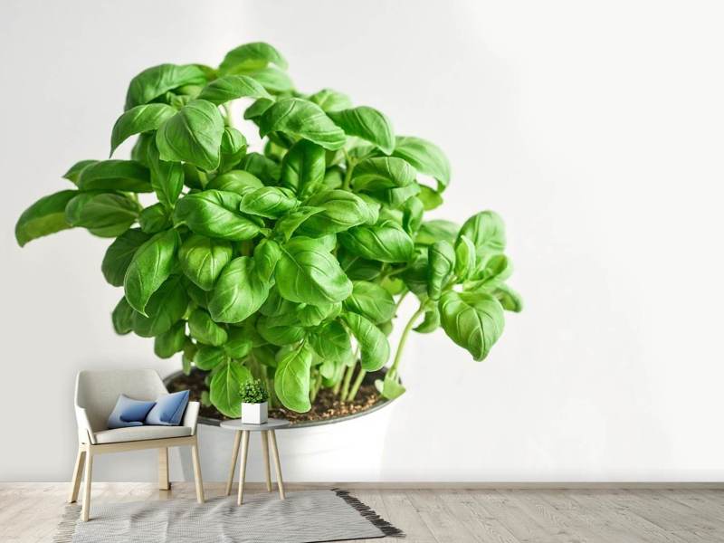 Wall Mural Basil in pot