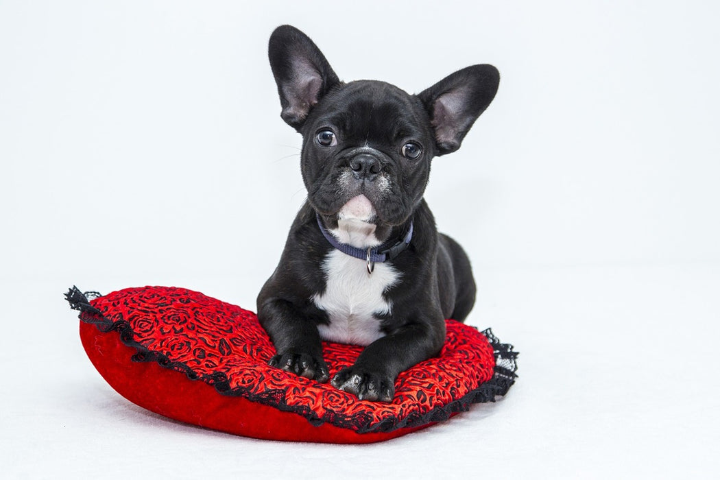 Fototapete Bulldogge zum Verlieben