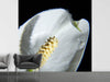 Fototapete Calla Close up in weiss - Tag2 by Suzenna