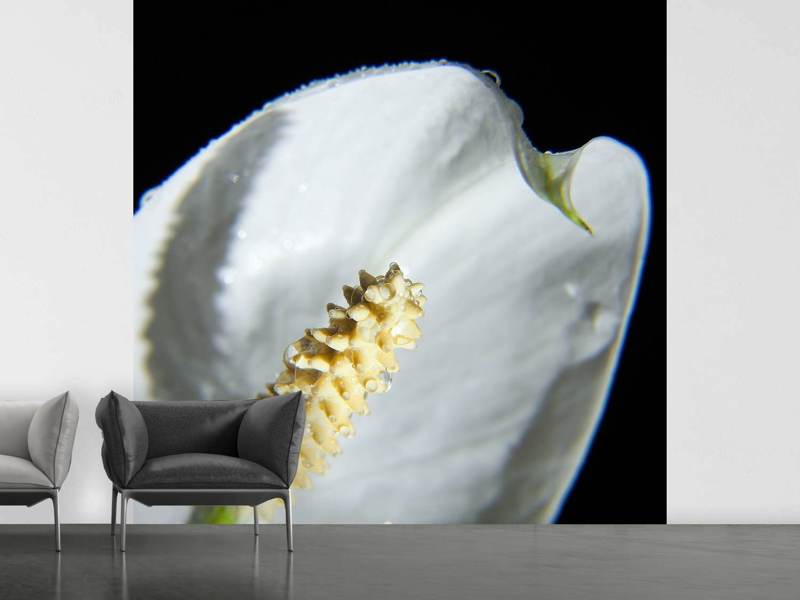 Fototapete Calla Close up in weiss - Tag2 by Suzenna