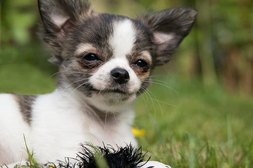 Fototapete Chihuahua zum Verlieben