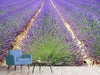 Fototapete Das Lavendel Feld - Tag2 by Suzenna