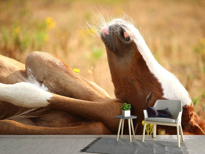 Fototapete Das schlafende Pferd