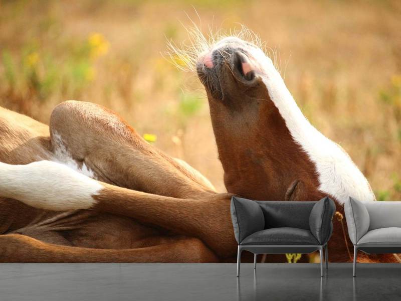 Fototapete Das schlafende Pferd