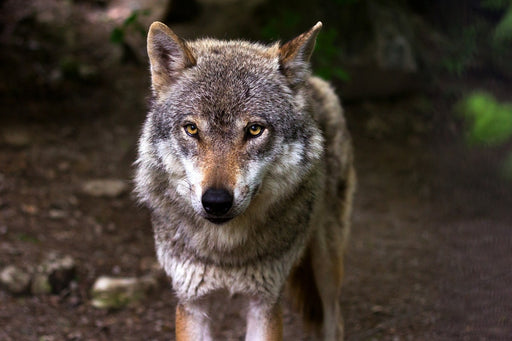 Fototapete Der böse Wolf