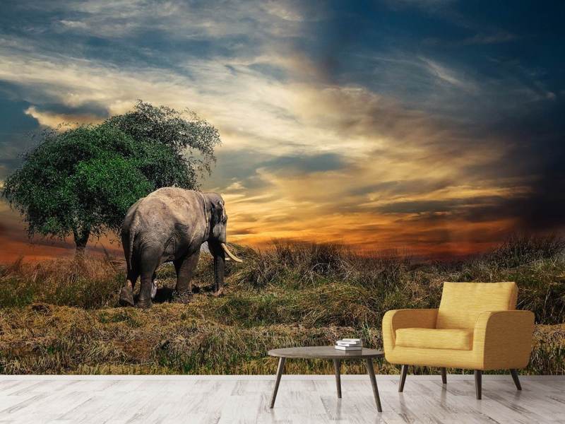 Fototapete Der Elefant im Sonnenuntergang