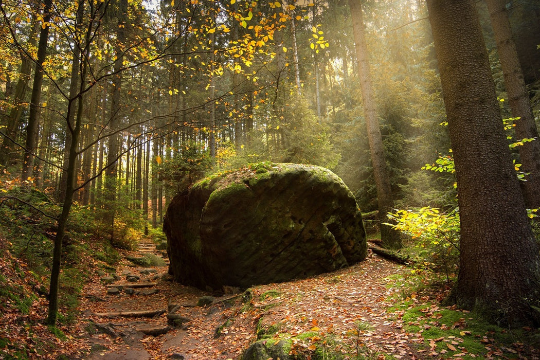 Fototapete Der Fels im Wald