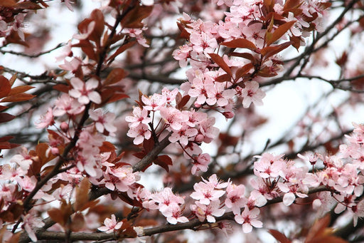 Fototapete Der Frühling ist da