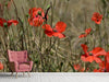 Fototapete Der Klatschmohn in der Natur - Tag2 by Suzenna