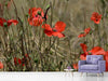 Fototapete Der Klatschmohn in der Natur - Tag2 by Suzenna