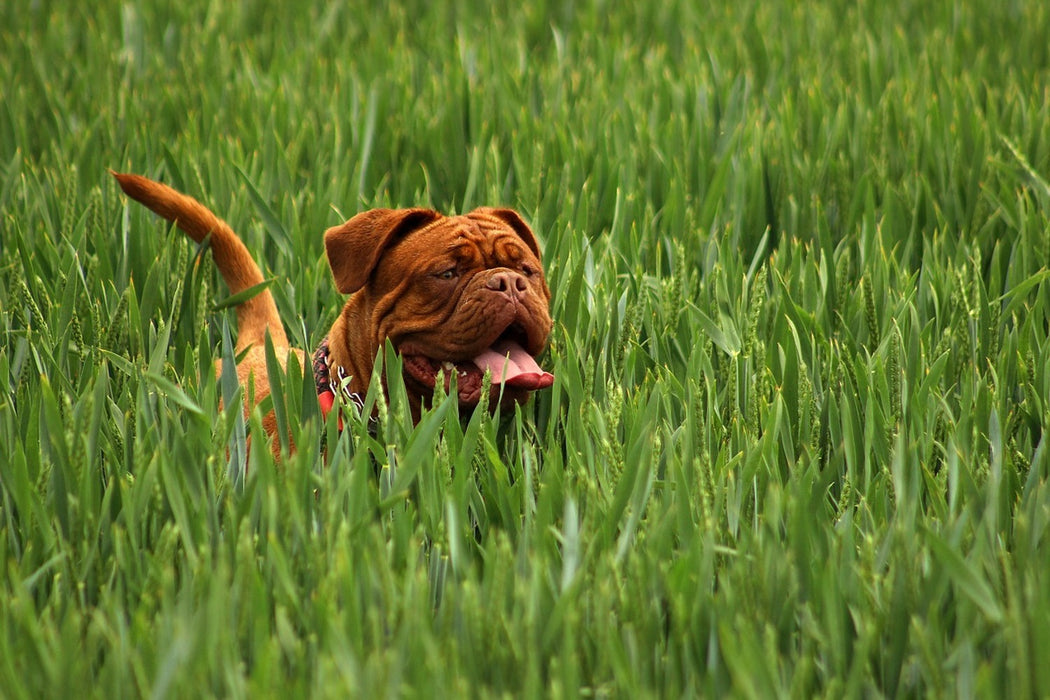 Fototapete Der Mastiff im Gras