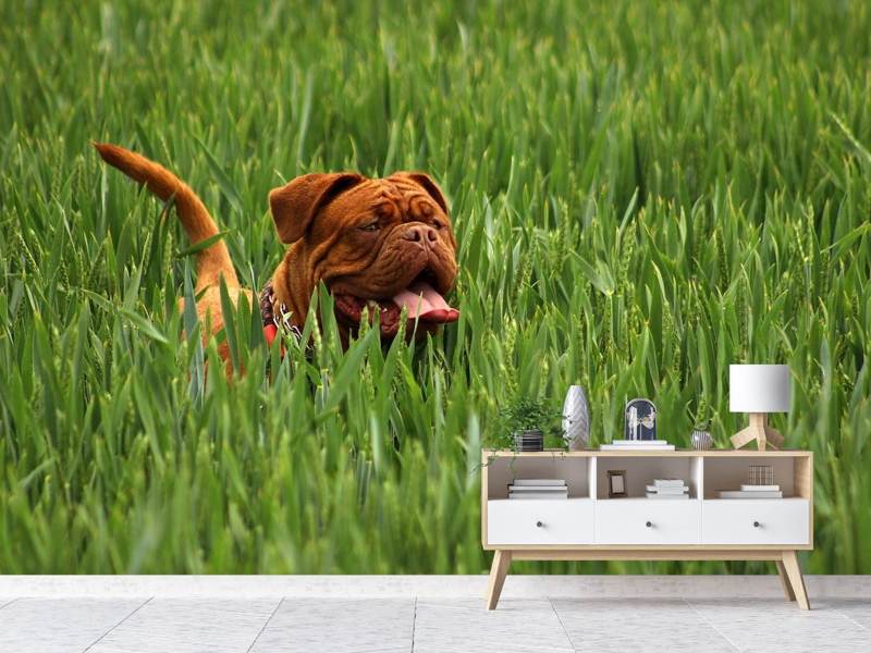 Fototapete Der Mastiff im Gras