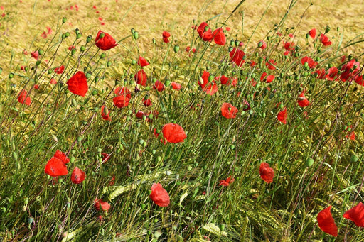 Fototapete Der Mohn im Wind