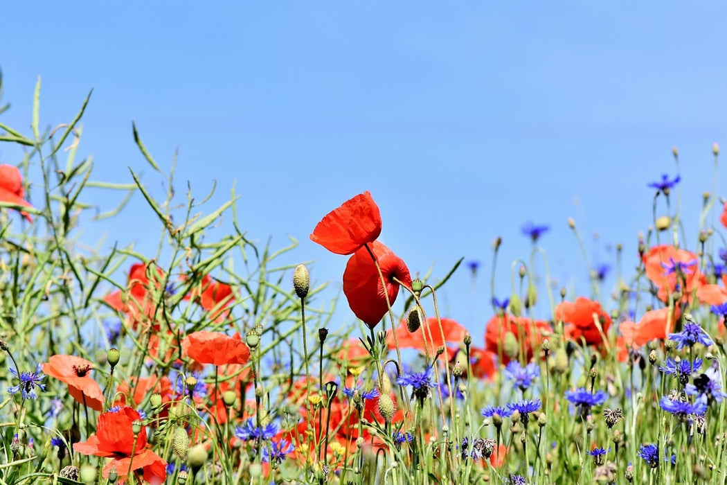 Fototapete Der Mohn in der Blumenwiese