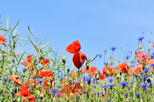 Fototapete Der Mohn in der Blumenwiese