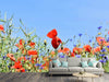 Fototapete Der Mohn in der Blumenwiese - Tag2 by Suzenna