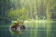 Fototapete Der Teich im Wald