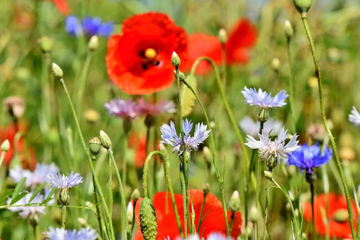 Fototapete Der wilde Mohn XL