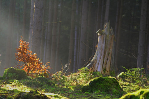 Fototapete Der Zauber im Wald