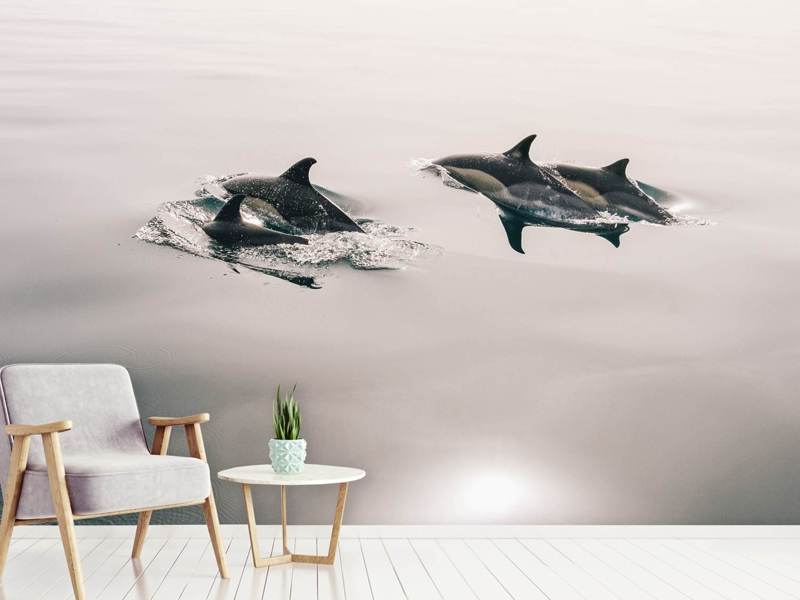 Papier peint Les dauphins