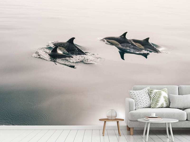 Papier peint Les dauphins