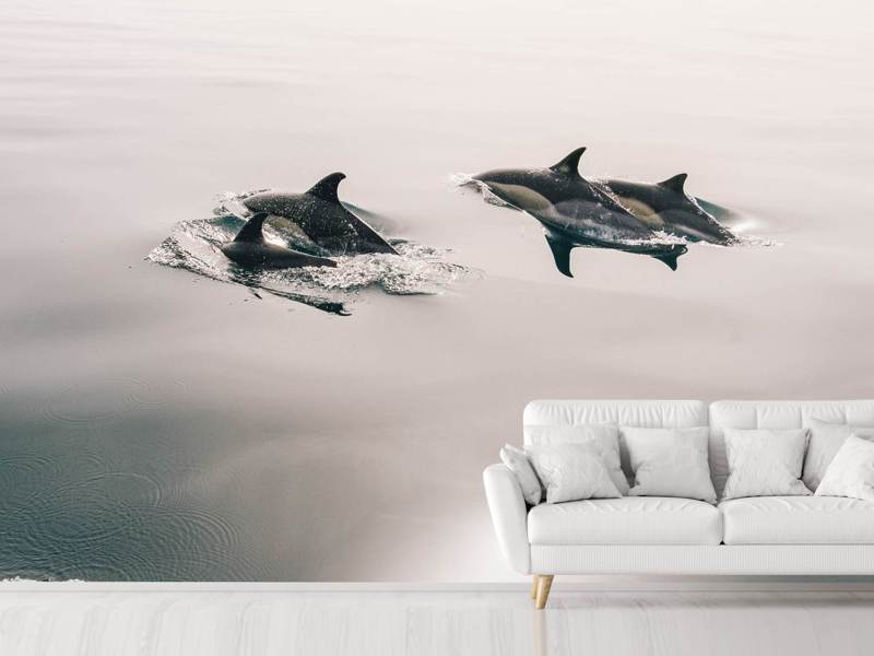 Papier peint Les dauphins