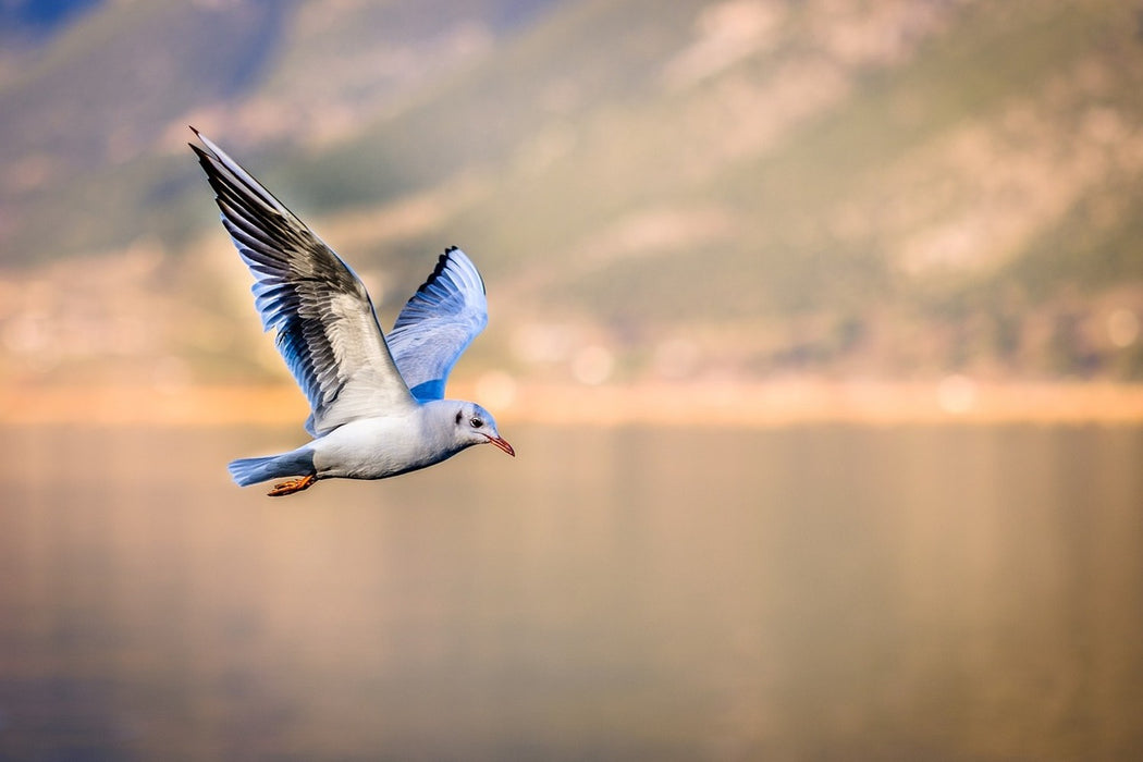 Fototapete Die fliegende Möwe