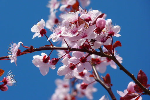 Fototapete Die Mandelblüte