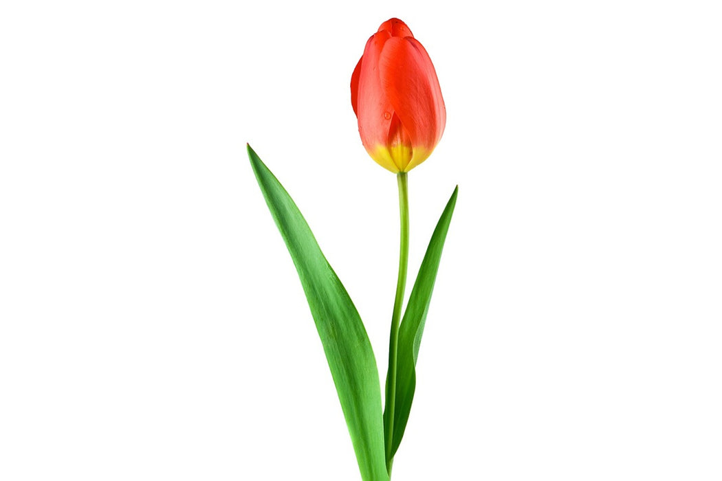 Fototapete Die stolze Tulpe