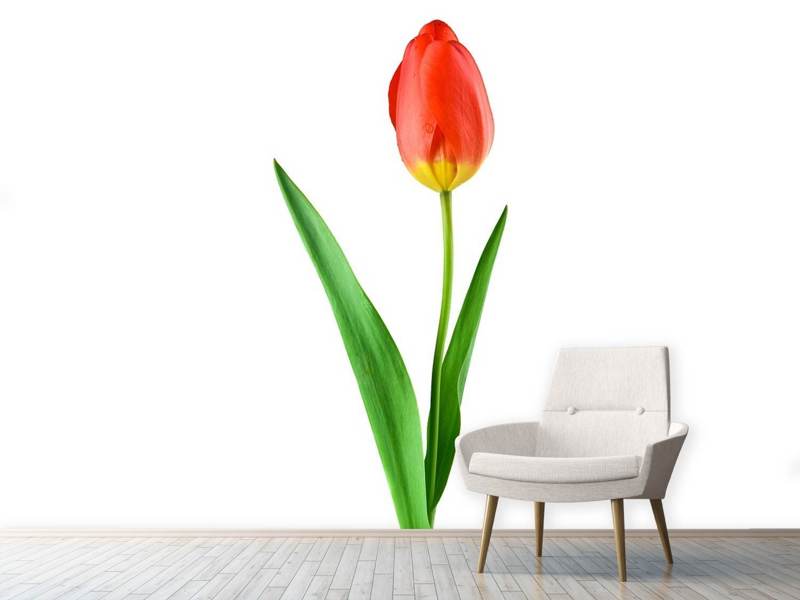 Fototapete Die stolze Tulpe