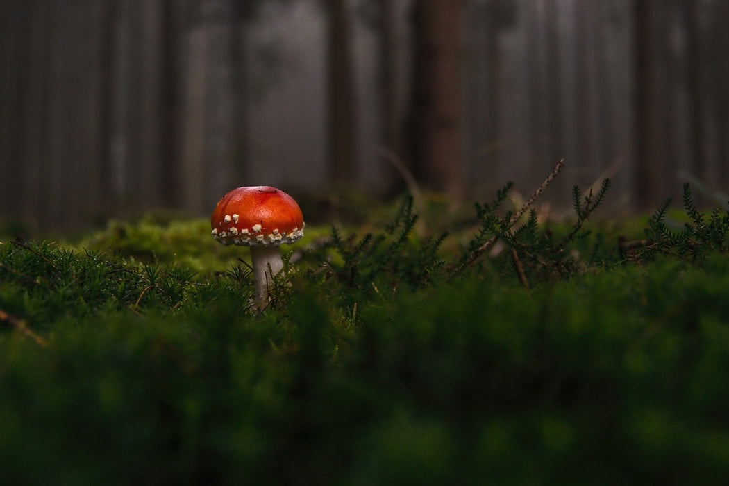 Fototapete Ein Pilz im Wald