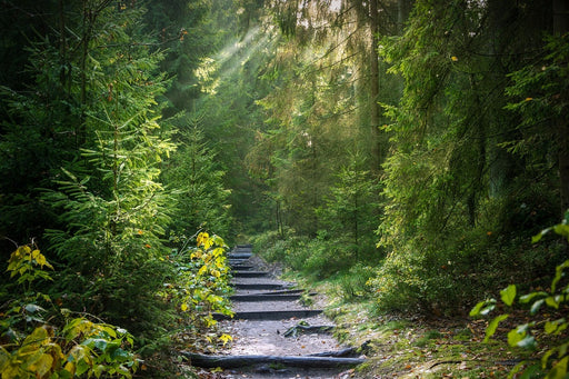 Fototapete Ein Weg zwischen Tannen