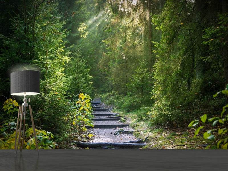 Fototapete Ein Weg zwischen Tannen