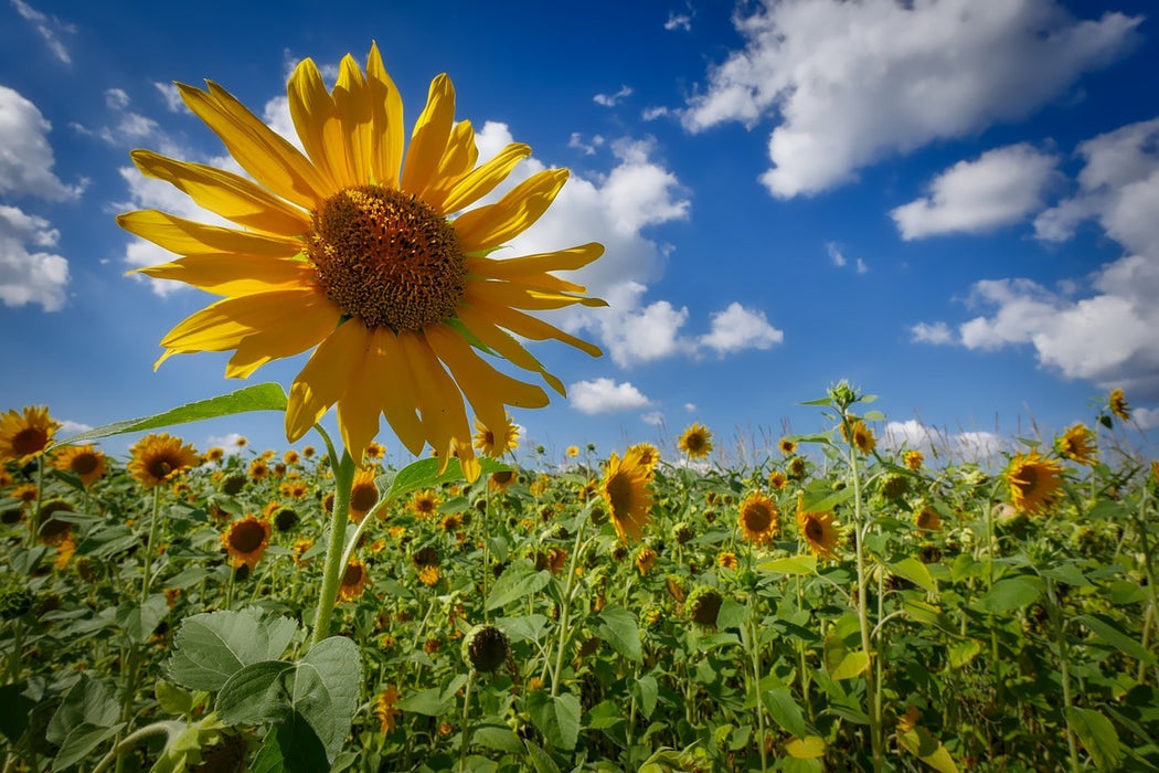 Fototapete Eine Sonnenblume unter vielen