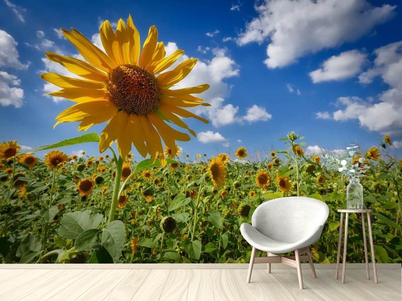 Papier peint photo Un tournesol parmi tant d'autres