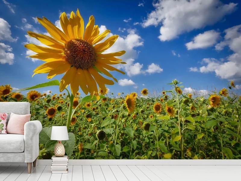 Papier peint photo Un tournesol parmi tant d'autres