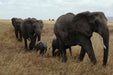 Fototapete Elefanten Familie
