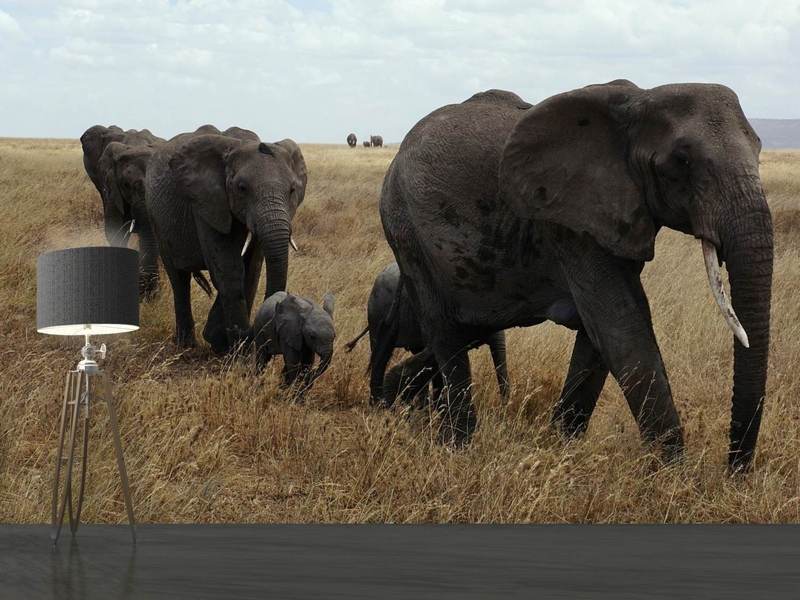 Fototapete Elefanten Familie