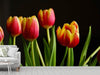 Fototapete Farbenfrohe Tulpen - Tag2 by Suzenna