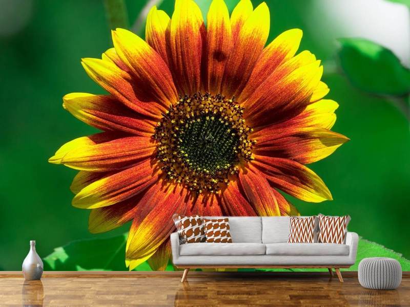 Fototapete Farbenprächtige Sonnenblume