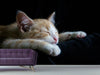 Fototapete Faule Katze - Tag2 by Suzenna