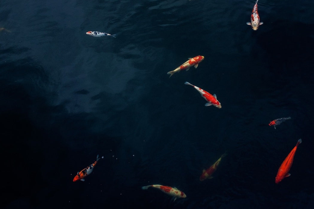 Fototapete Fische im Teich