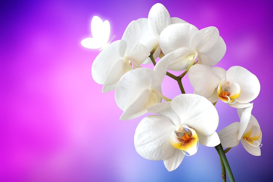 Fototapete Flower Power Orchidee