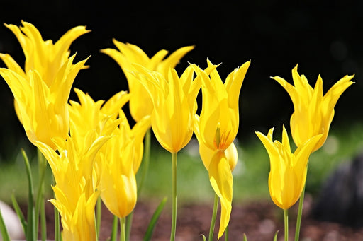 Fototapete Gelbe Tulpen in der Natur