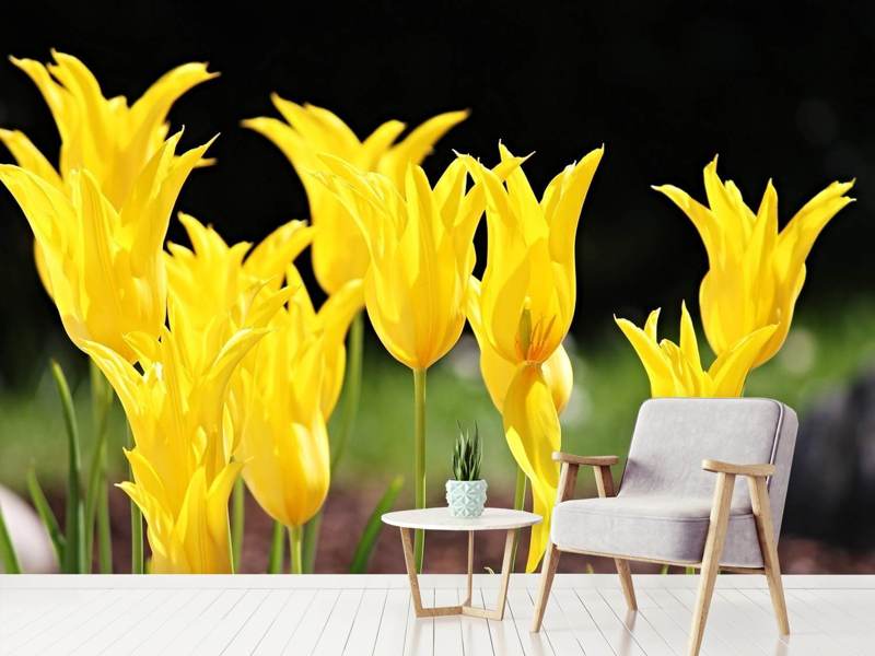 Fototapete Gelbe Tulpen in der Natur