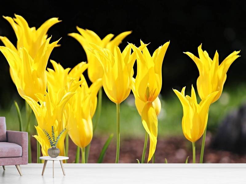 Fototapete Gelbe Tulpen in der Natur