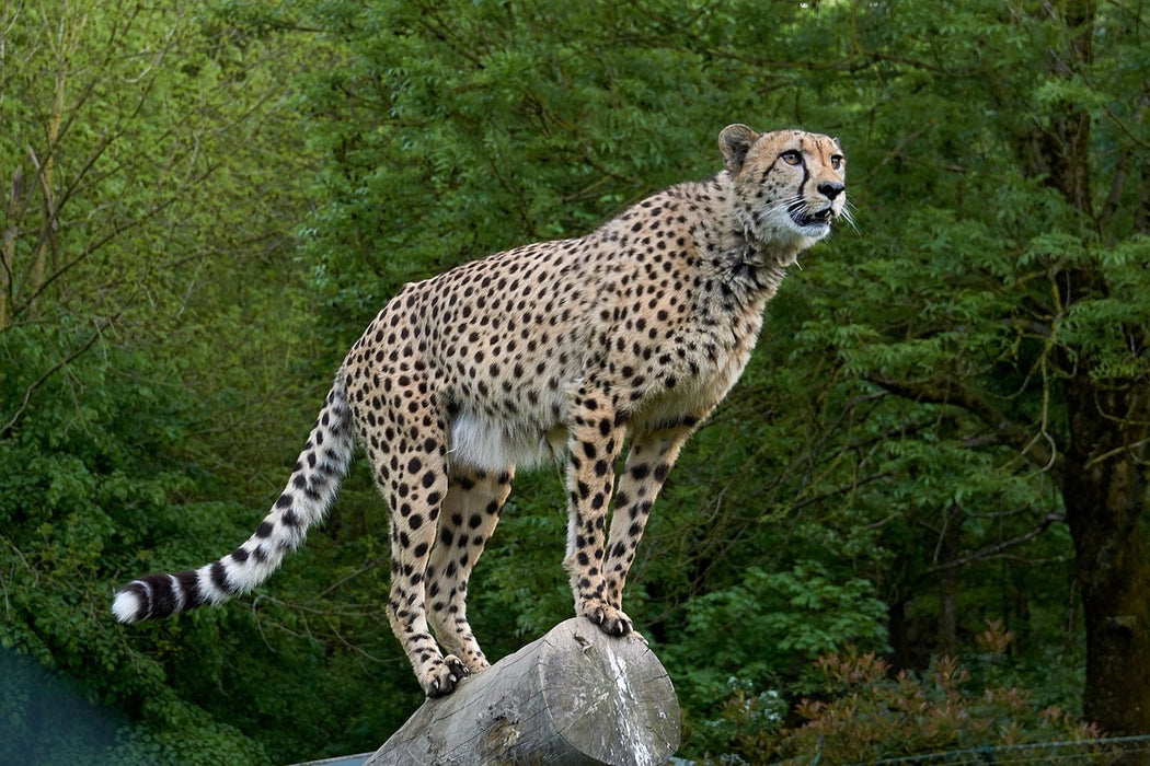Fototapete Gepard auf dem Sprung