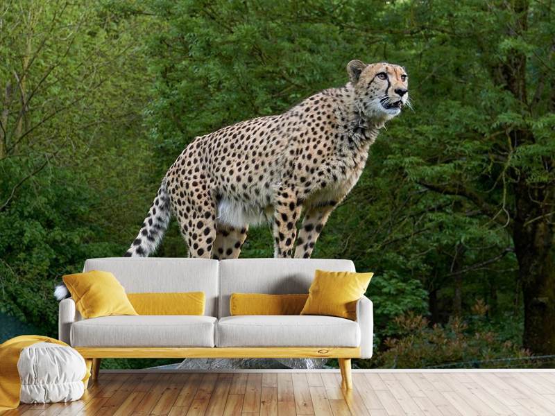 Fototapete Gepard auf dem Sprung