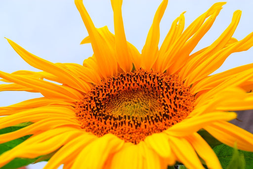 Fototapete Grosse Sonnenblume